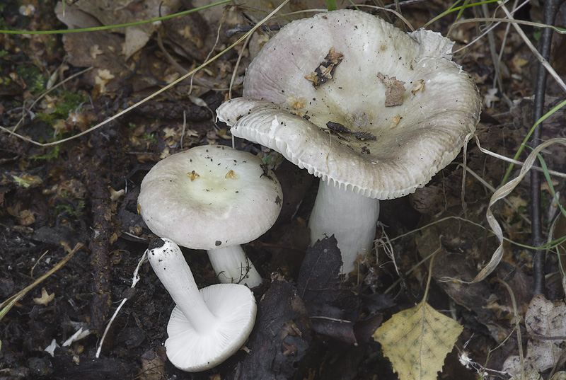 Russula violacea